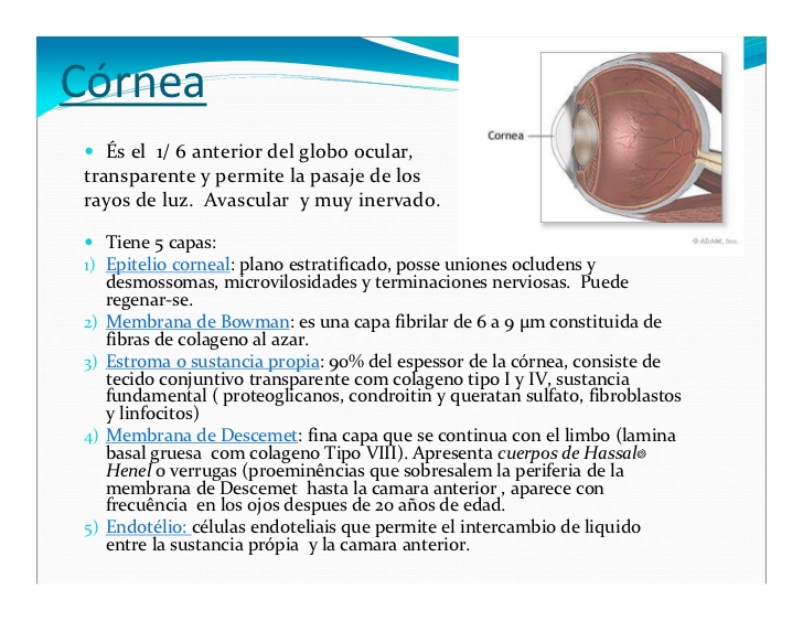Córnea
   És el 1/ 6 anterior del globo ocular,
transparente y permite la pasaje de los
rayos de luz. Avascular y muy iner...